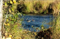 Family of Mergansers
