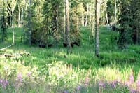 Moose in meadow