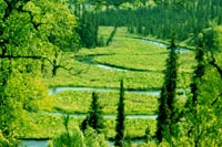 The meandering river